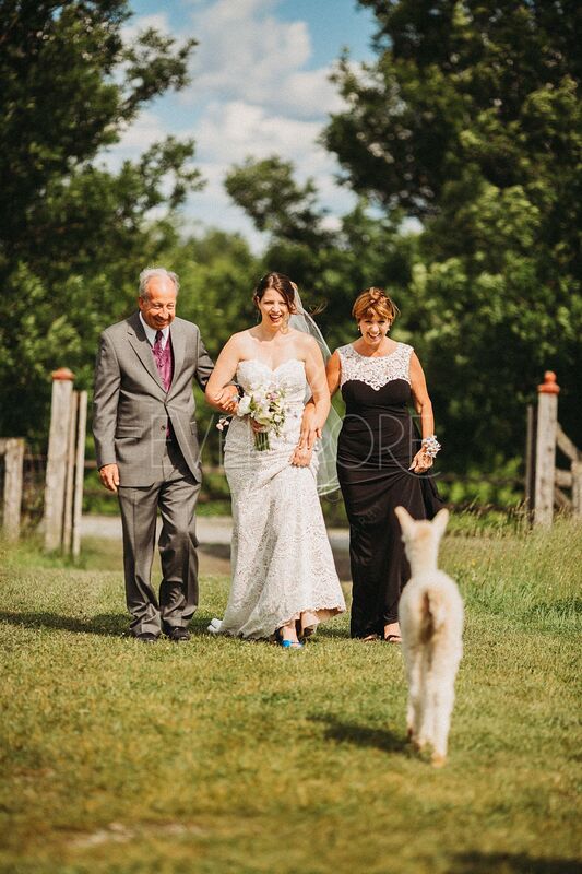 A baby alpaca walks up to a bride getting married at one of the best vermont wedding venues.