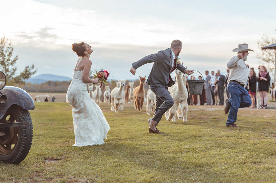 Alpaca farm wedding with bride and groom running in front of herd - Vermont Wedding Barn